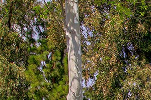 Pathway to apt building with landscape Apartments for rent in El Cajon, CA - Forest Park